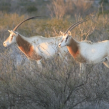 oryx-hunting-02
