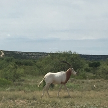 oryx-hunting-05