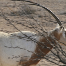 oryx-hunting-11