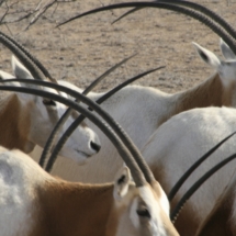 oryx-hunting-12